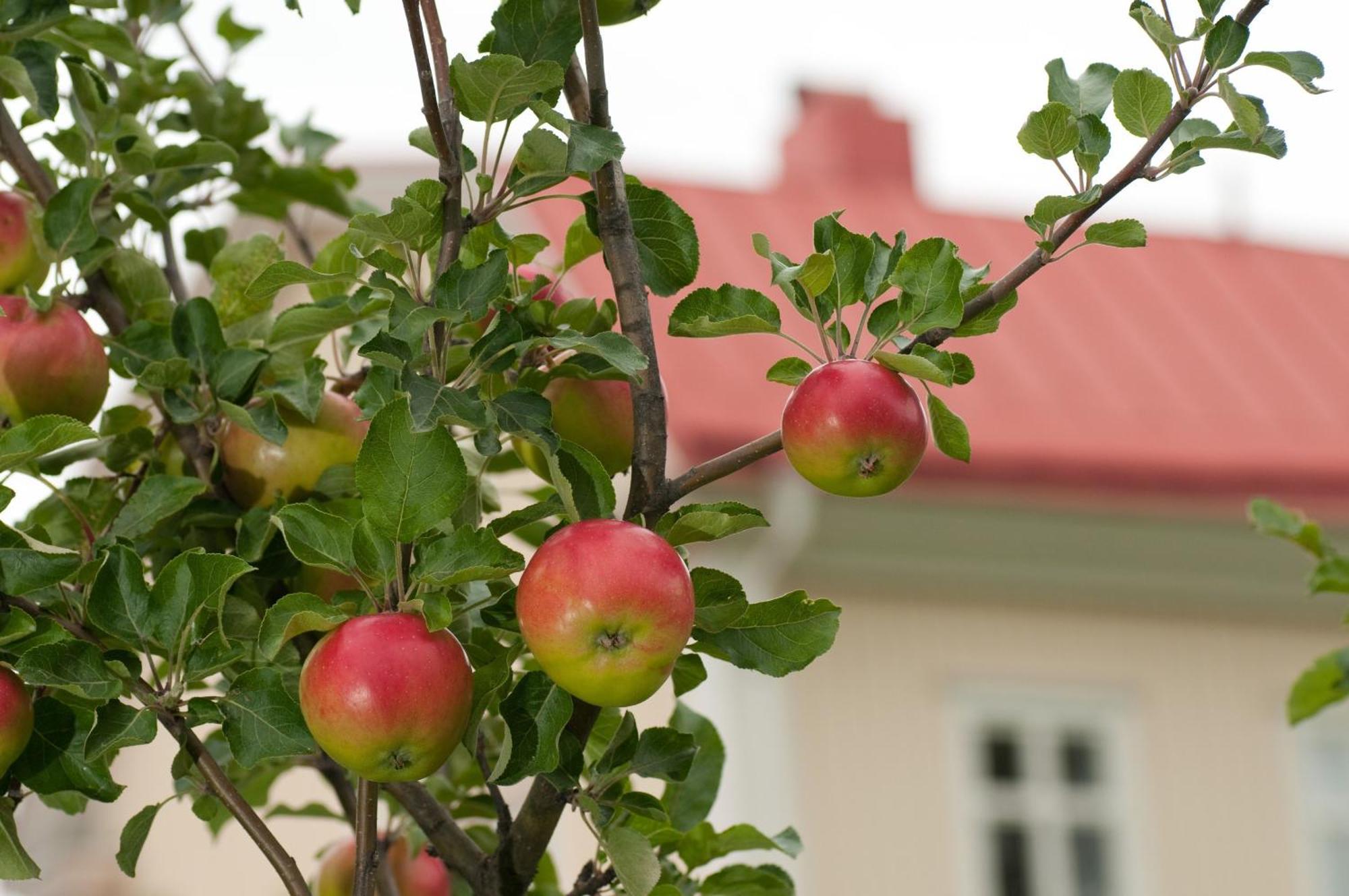 Stiftsgarden Hostel Skelleftea Exterior photo